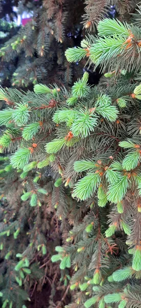 Bloeiende Dennenbomen Weelderige Blauwe Dennenbomen Bloeien Het Voorjaar Weelderige Poten — Stockfoto