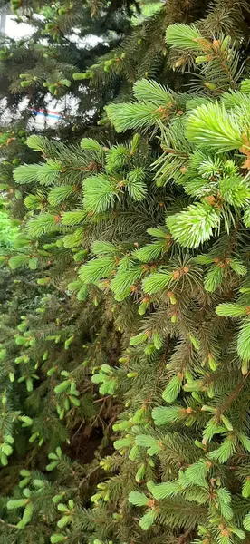 Abeti Fioriti Rigogliosi Abeti Blu Fioriscono Primavera Rigogliose Zampe Dell — Foto Stock