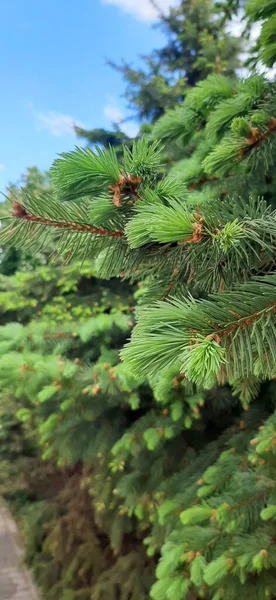 blooming fir trees. lush blue fir trees bloom in spring. the lush paws of the Christmas tree bloom in spring. Christmas trees in the forest. christmas tree branches. branches of a fir tree