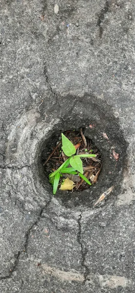 Sprout Growing Out Ground Sprout Growing Asphalt Plants Broke Asphalt — Stock Photo, Image