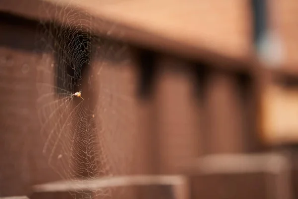 Primer Plano Una Gran Telaraña Una Escuela —  Fotos de Stock