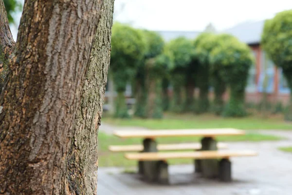 Gros Plan Écorce Vieil Arbre Dans Une Cour École — Photo