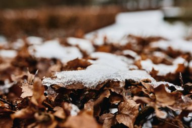 Kahverengi kurumuş yaprak karla kaplı