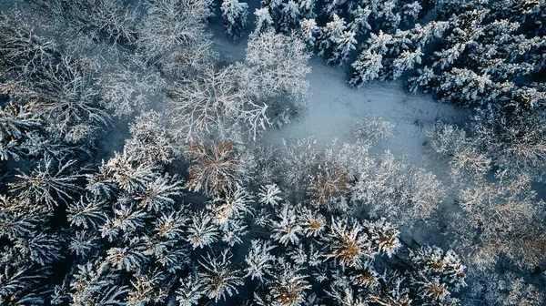 forest in winter covered in snow wallpaper