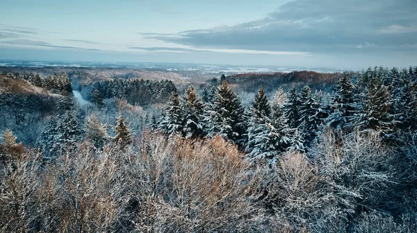 Kışın orman kar duvar kağıdıyla kaplıdır.