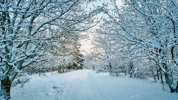 forest in winter covered in snow wallpaper