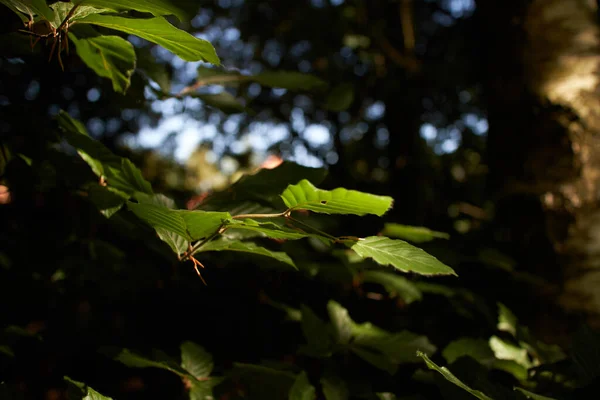 Close Folha Faia Ramo Árvore Floresta — Fotografia de Stock