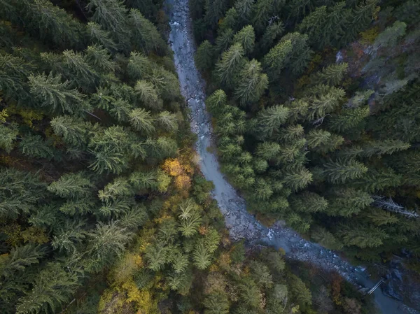 Overview Water Stream Trees Forest — Stock Photo, Image