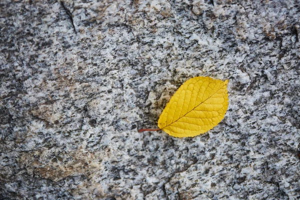 Nahaufnahme Eines Auf Dem Boden Liegenden Gelben Blattes — Stockfoto