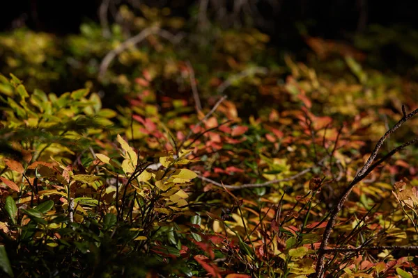Close Folhas Verdes Vermelhas Chão Floresta — Fotografia de Stock