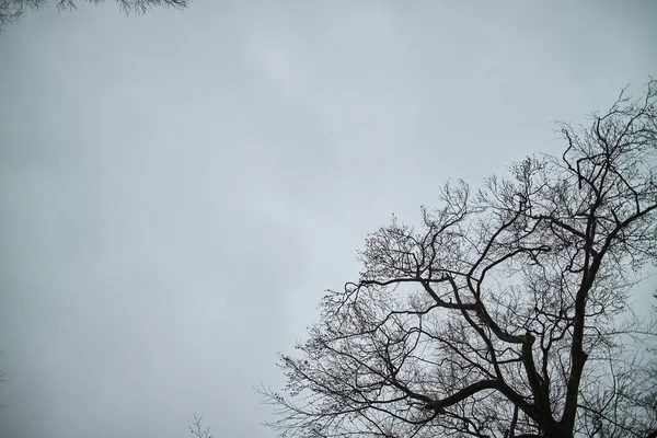 濃い灰色の暗い空の大きな木 — ストック写真