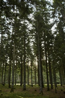 Büyük yeşil ağaçları olan büyük bir orman.