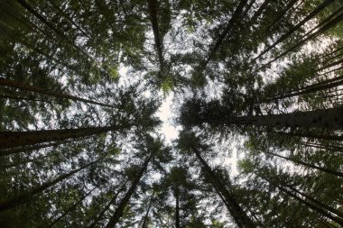 Ormandaki uzun yeşil ağaçlar bir şablon oluşturuyor