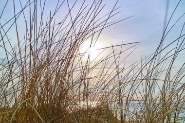 Kumsalda güneşli yeşil çim kamışları