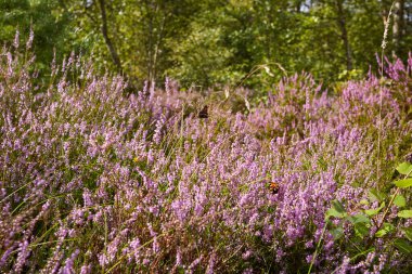 Bir tarlada çiçek ve ot yakın plan