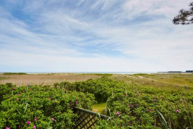 Büyük yeşil alan, uzun çimenler ve mavi gökyüzü