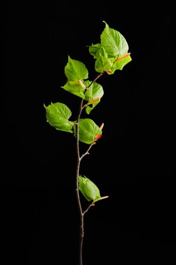 fotoğrafçılık: yaprağın siyah arkaplanı