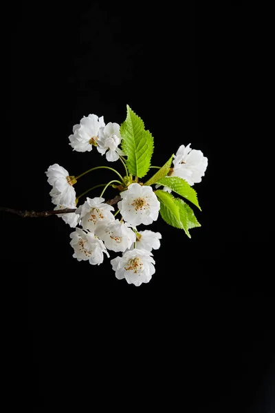 Фотографія Білої Квітки Чорному Тлі — стокове фото