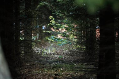 Büyük ağaçları ve uzun otları olan yeşil orman