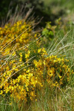 Danimarka 'da küçük sarı çiçek tarlaları