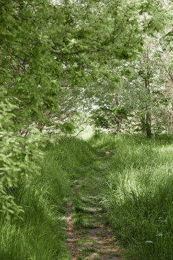 Büyük ağaçları ve uzun otları olan yeşil orman