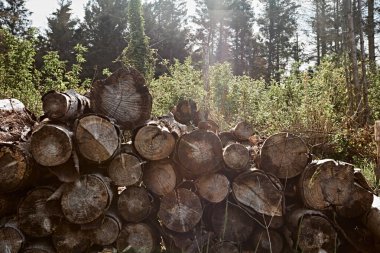 Yazın ormanda yakacak odun yığını.