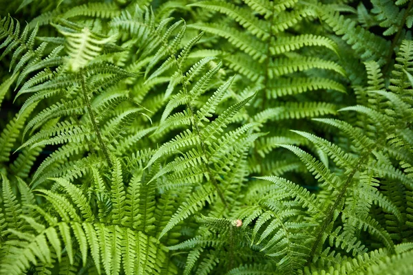 Ormandaki Yeşil Yaprakları Kapatın — Stok fotoğraf