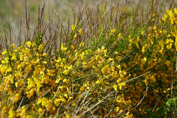 field of small yellow flowers in denmark