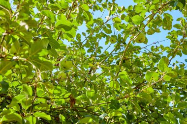 Yaz boyunca bahçede taze yeşil elma ağacı