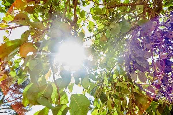 Árvore Maçã Verde Fresca Jardim Durante Verão — Fotografia de Stock