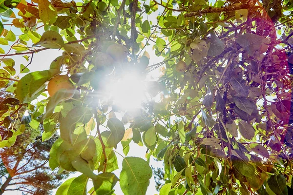 Árvore Maçã Verde Fresca Jardim Durante Verão — Fotografia de Stock