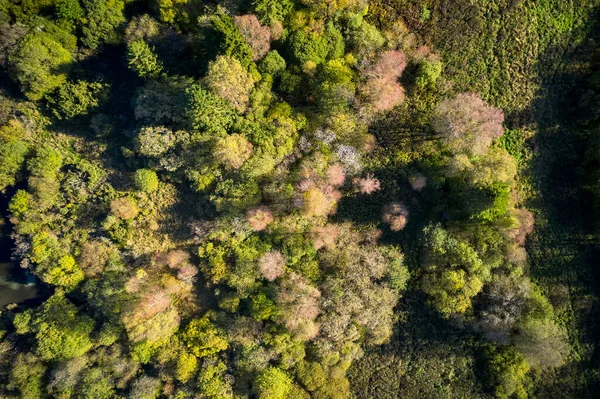 Великі Дерева Красивому Зеленому Лісі — стокове фото