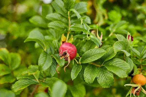 夏に庭の大きな茂みの赤い果実 — ストック写真