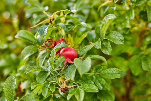 Baies Rouges Sur Grand Buisson Dans Jardin Été — Photo