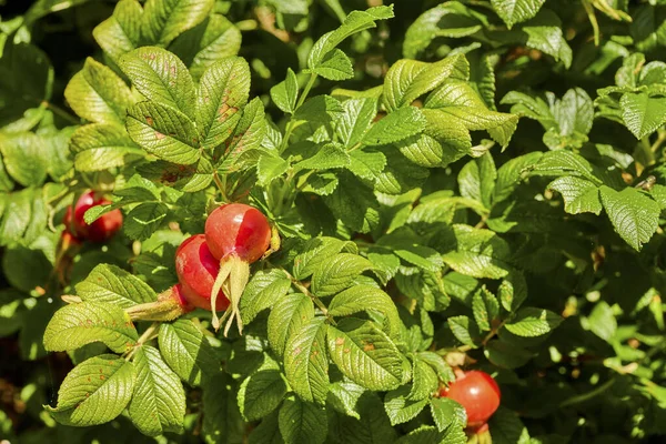 夏に庭の大きな茂みの赤い果実 — ストック写真