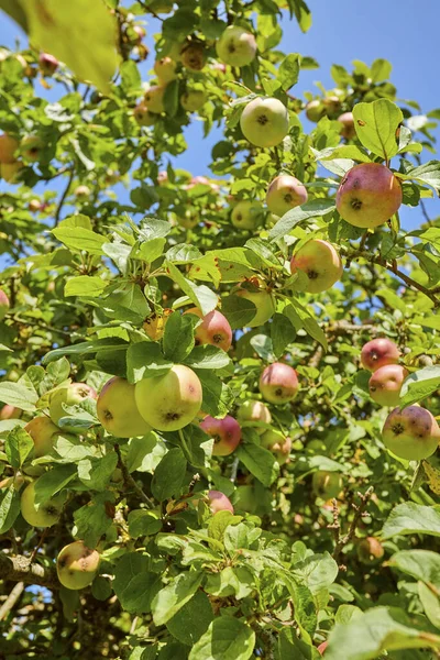 Árvore Maçã Verde Fresca Jardim Durante Verão — Fotografia de Stock