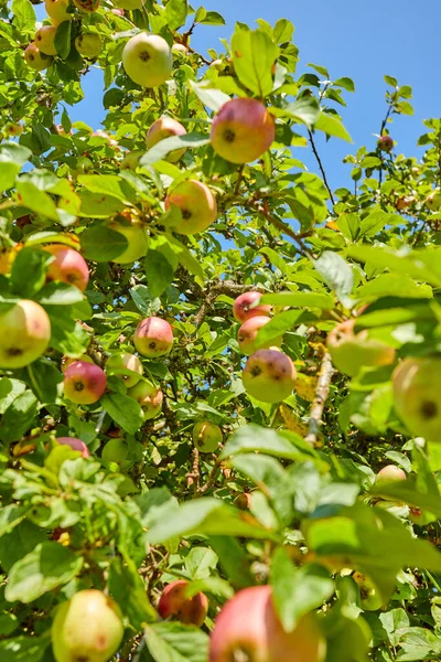 Φρέσκο Πράσινο Μηλιά Στον Κήπο Κατά Διάρκεια Του Καλοκαιριού — Φωτογραφία Αρχείου