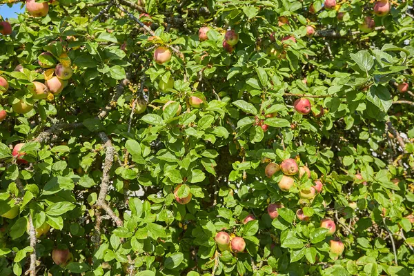 Árvore Maçã Verde Fresca Jardim Durante Verão — Fotografia de Stock