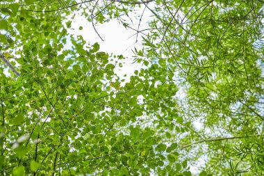Büyük bir ormanda yapraklar, dallar ve çiçekler