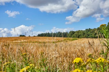 Bir tarlada yetişen küçük sarı çiçek