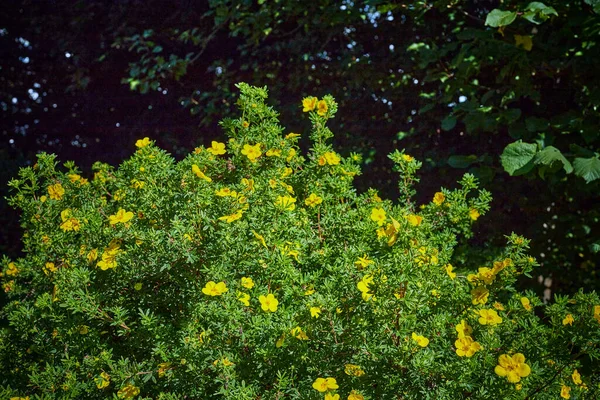 Pequeña Flor Amarilla Creciendo Bosque — Foto de Stock