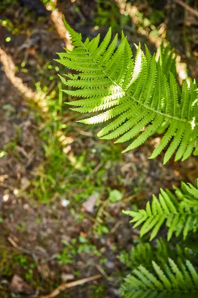Ormanda Taze Bitkiler — Stok fotoğraf