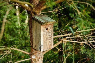 Ağaçta asılı bir ahşap kuş evi