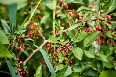 Bahçedeki bir ağaçtan yetişen özel meyveler.