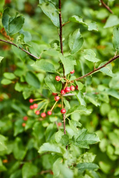 Bacche Rosse Che Crescono Albero Giardino — Foto Stock