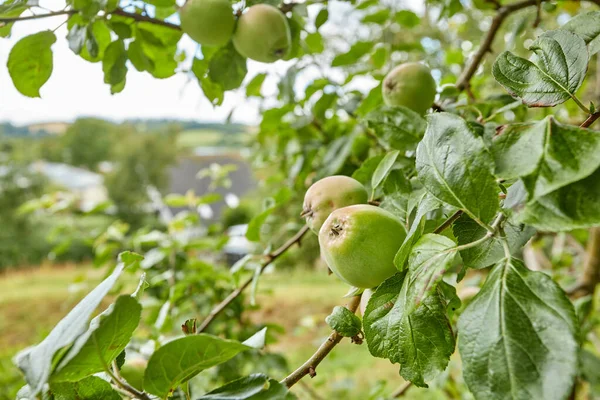 花园里的苹果树上有新鲜的苹果 — 图库照片