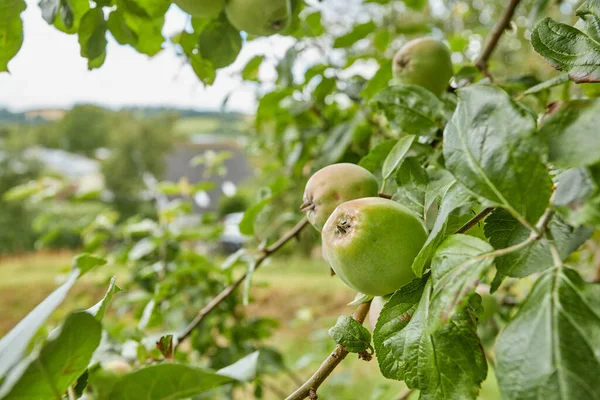 花园里的苹果树上有新鲜的苹果 — 图库照片