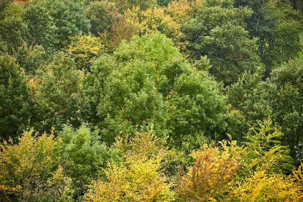 Belle Forêt Sauvage Avec Grands Arbres Danemark — Photo