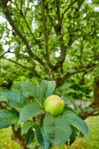 Färska Äpplen Ett Äppelträd Trädgård — Stockfoto