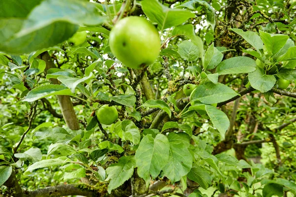庭のリンゴの木の中の新鮮なリンゴ — ストック写真